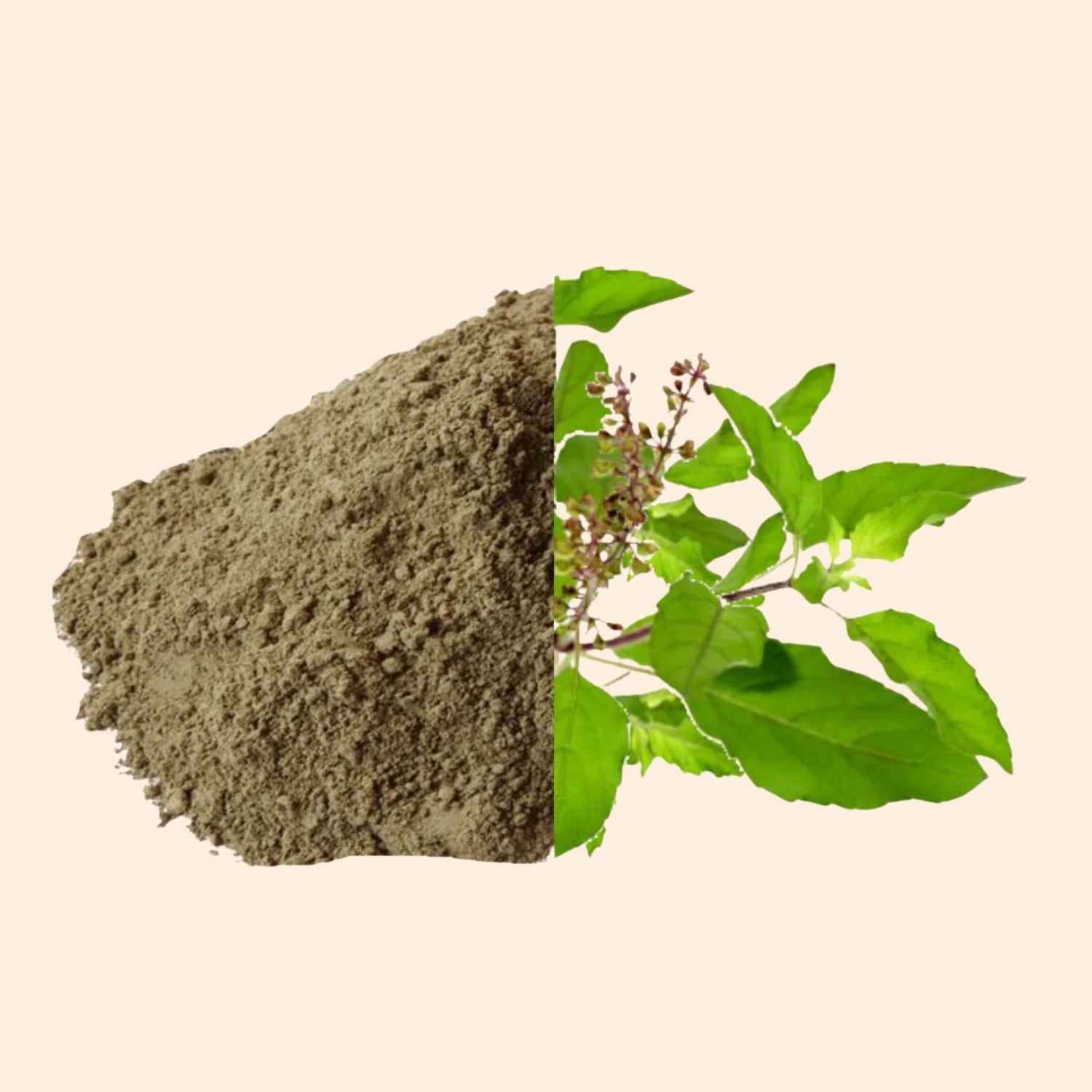 Tulsi Powder Tulsi Powder